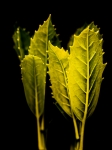 _len2029 feuilles verts contrast signe reduit